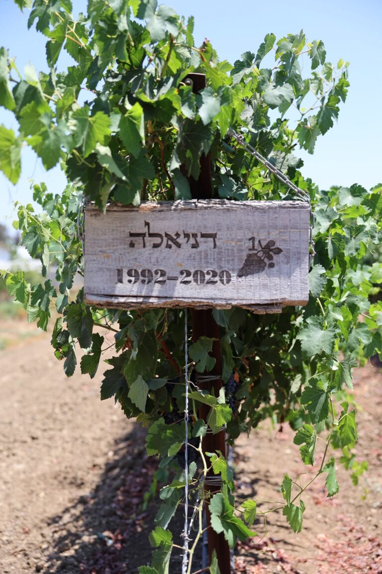 כרם דניאלה – אירועים וכנסים